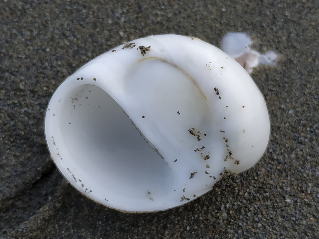 Polinices mammilla