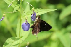 Piruna brunnea