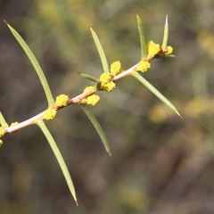 Acacia colletioides