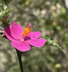 Hibiscus phoeniceus