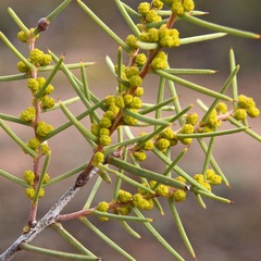 Acacia colletioides