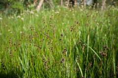 Juncus nevadensis