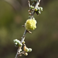 Maireana pyramidata