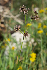 Juncus nevadensis