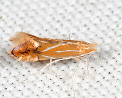 Phyllonorycter basistrigella