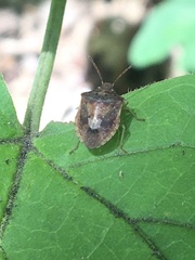 Dendrocoris humeralis