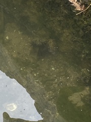 Carcinus maenas