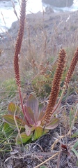 Plantago subnuda