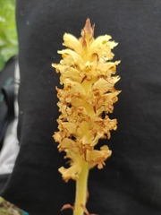 Orobanche bartlingii