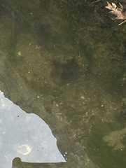 Carcinus maenas