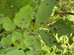 Mycosphaerella effigurata