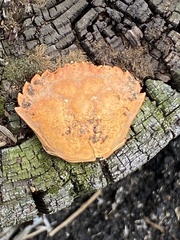 Carcinus maenas