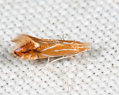 Phyllonorycter basistrigella