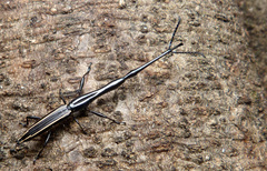 Brentus anchorago