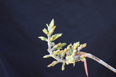 Aechmea angustifolia