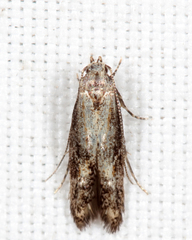 Blastodacna atra