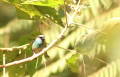 Tangara labradorides