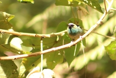 Tangara labradorides