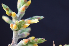 Aechmea angustifolia