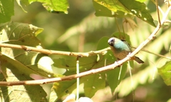 Tangara labradorides