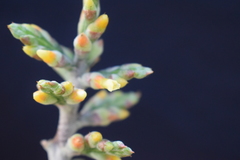 Aechmea angustifolia