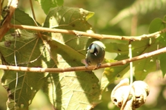 Tangara labradorides