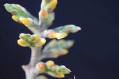 Aechmea angustifolia