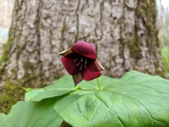 Trillium sulcatum
