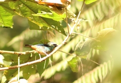 Tangara labradorides