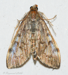 Anania tertialis