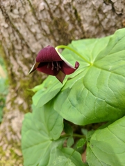 Trillium sulcatum