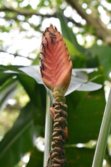 Heliconia episcopalis