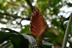 Heliconia episcopalis