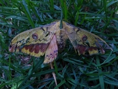 Copaxa lavenderohidalgensis