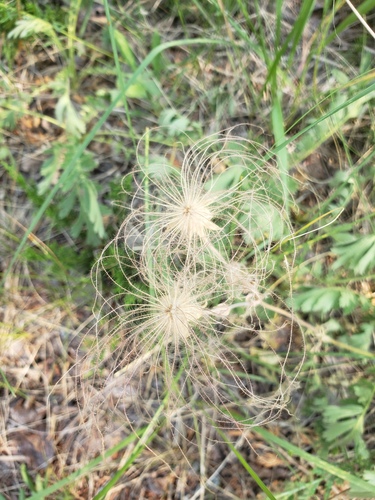 Geum triflorum