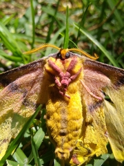 Copaxa lavenderohidalgensis