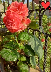 Begonia × tuberhybrida