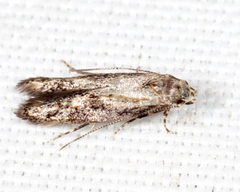 Blastodacna atra