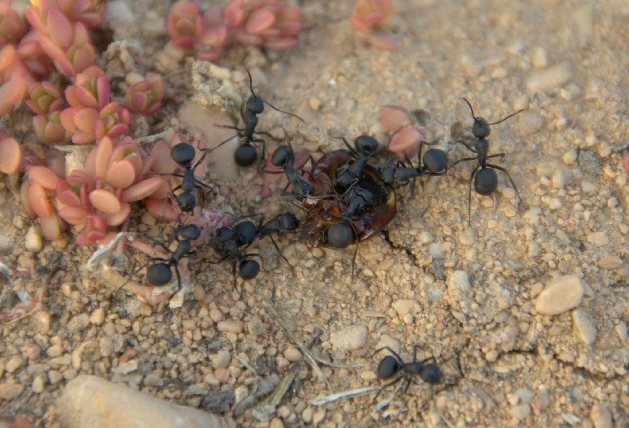 Polyrhachis lacteipennis