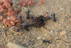 Polyrhachis lacteipennis