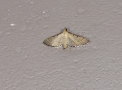 Bradina admixtalis
