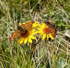 Melitaea sindura