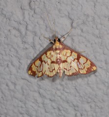 Chalcidoptera emissalis