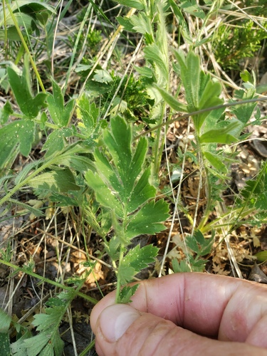 Geum triflorum