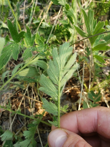 Geum triflorum