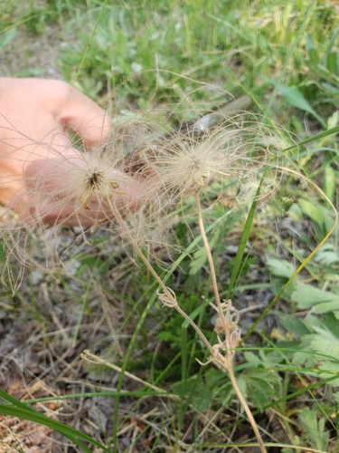 Geum triflorum