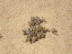 Cardionema ramosissimum