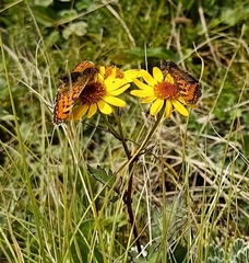Melitaea sindura