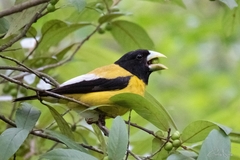 Coccothraustes abeillei