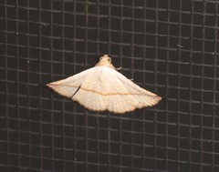 Eublemma perversicolor